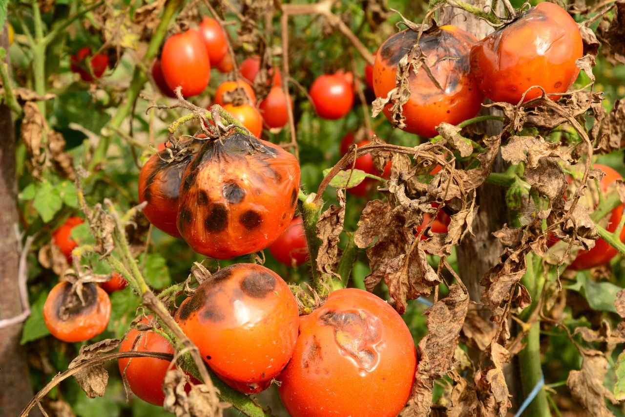 Tomates infectées par le Mildiou : quels sont les traitement ?